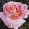 Rosiers