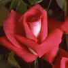 Rosiers