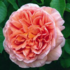 Rosiers