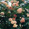Rosiers