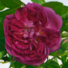 Rosiers