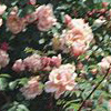 Rosiers