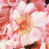 Rosiers