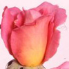 Rosiers