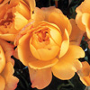 Rosiers