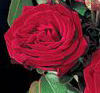 Rosiers
