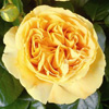 Rosiers