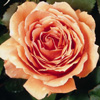Rosiers