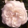 Rosiers