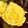 Rosiers