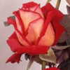 Rosiers