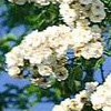 Rosiers