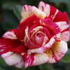 Rosiers