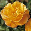 Rosiers