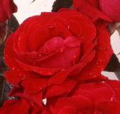 Rosiers