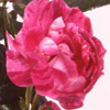 Rosiers