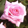 Rosiers