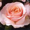 Rosiers