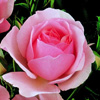 Rosiers