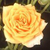 Rosiers