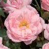 Rosiers