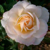 Rosiers