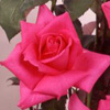 Rosiers