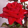 Rosiers