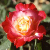Rosiers