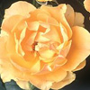 Rosiers