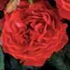 Rosiers