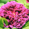 Rosiers