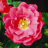 Rosiers
