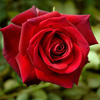 Rosiers
