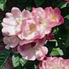 Rosiers