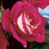 Rosiers