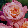 Rosiers