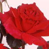 Rosiers