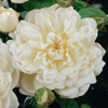 Rosiers