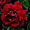 Rosiers