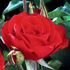 Rosiers