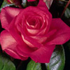 Rosiers