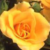 Rosiers