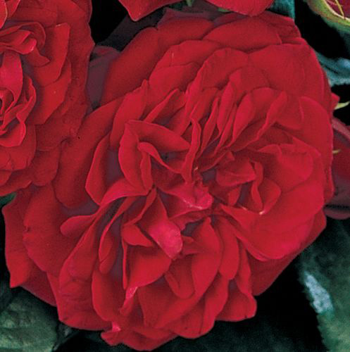 Rosiers