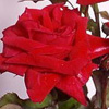Rosiers