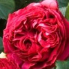 Rosiers