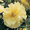 Rosiers