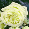Rosiers