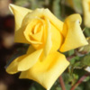 Rosiers