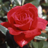Rosiers
